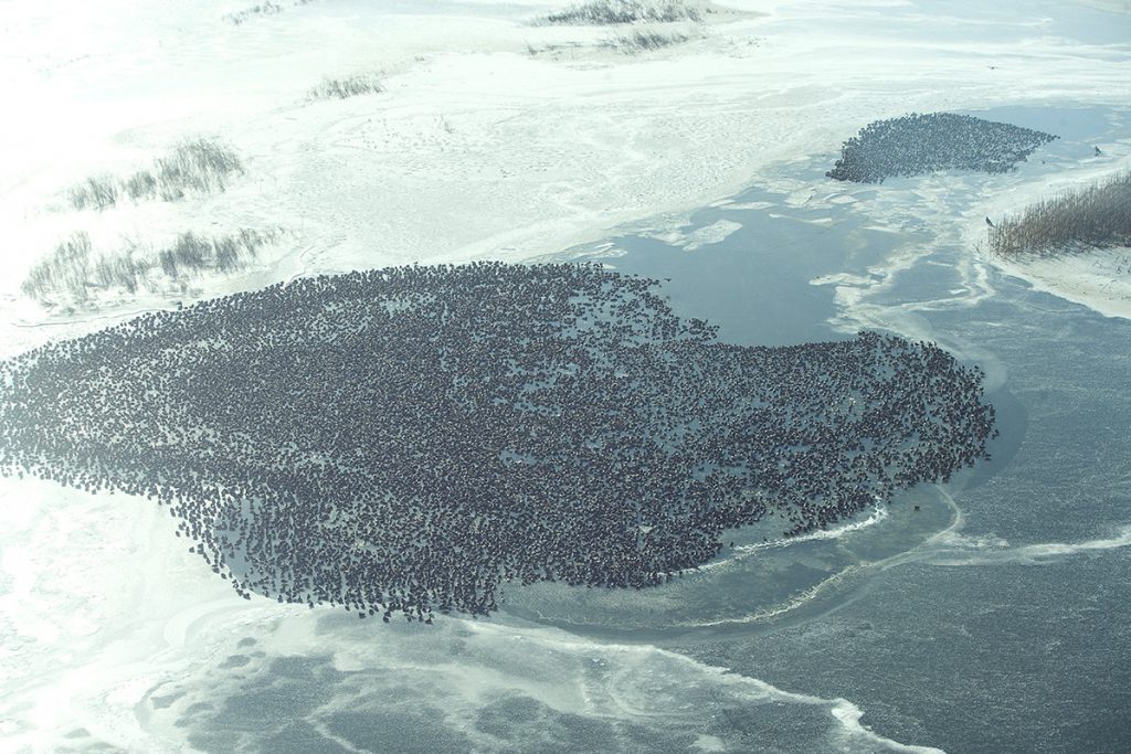 Large mass of waterfowl standing in water, photographed from the sky.