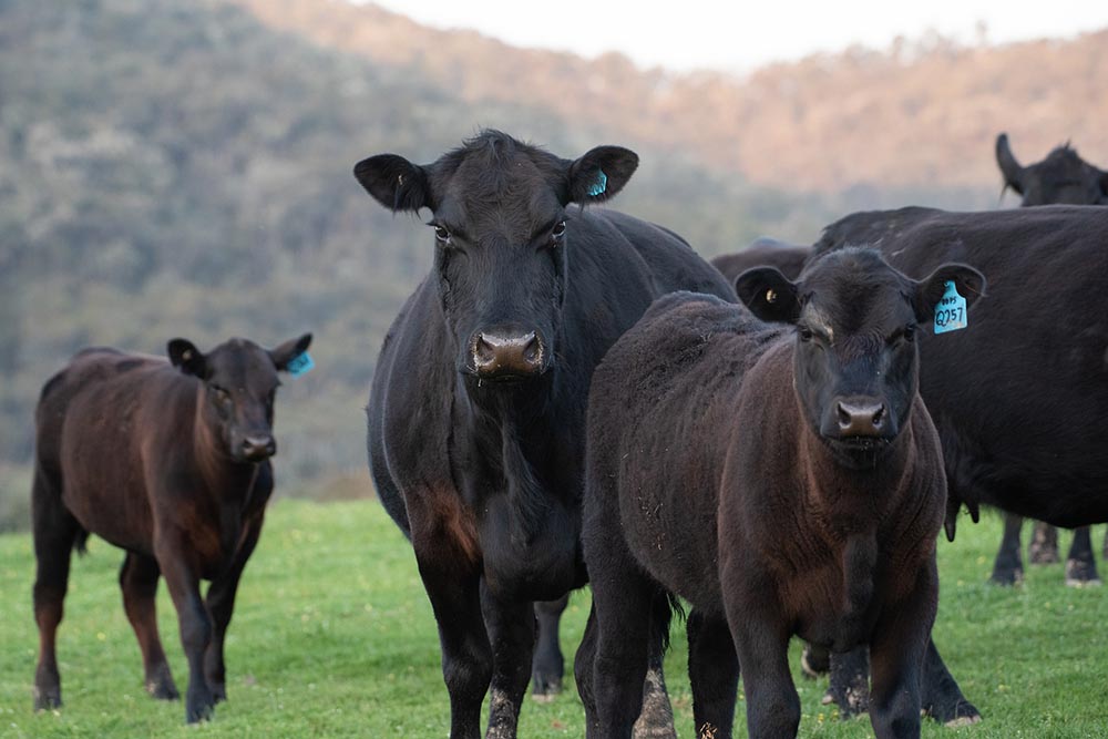 Herd of black cows