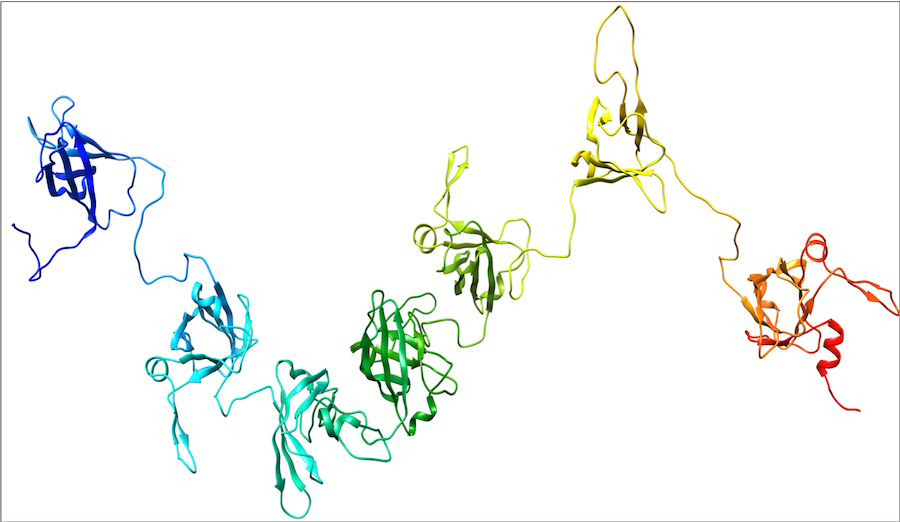 A 3D visualization of massive sets of amino acids. It looks like a single long ribbon tangled in distinct clusters, and each cluster is further distinguished by a different color.