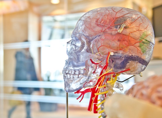 Model of a skull and brain