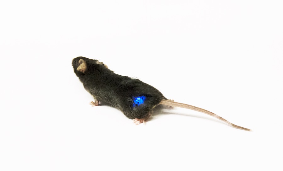 A brown rat with a glowing blue sensor placed in it flank.