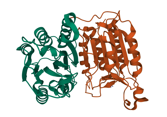 protein structure graphic