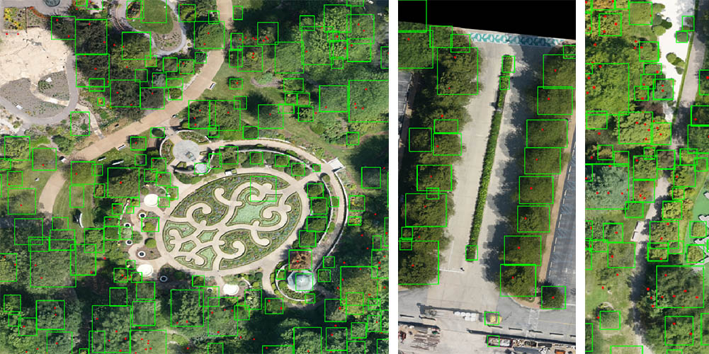 AI predictions of trees.