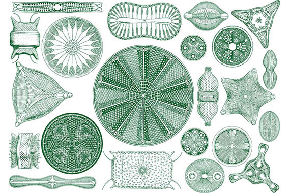 diatomsfeature