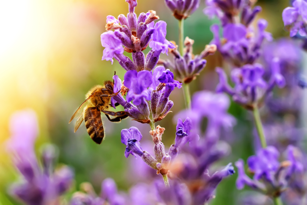 Pollinator habitat; for MCTI national award story