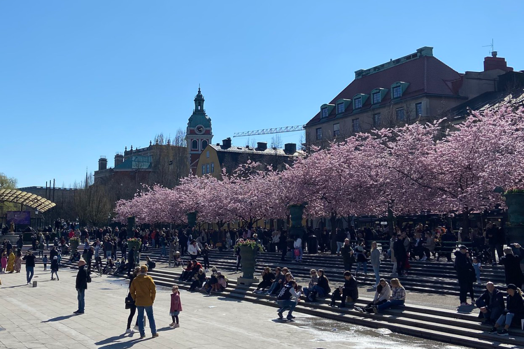 cherry blossom trees at Kungstradgarden