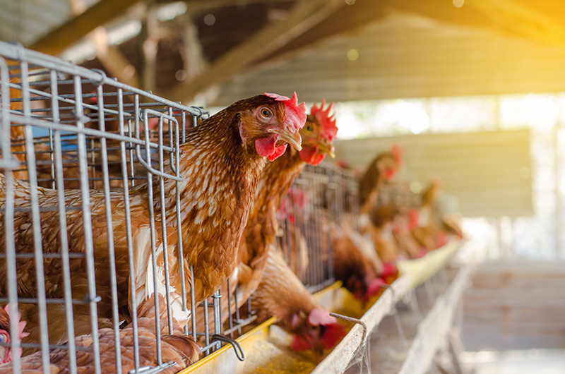 A photos of hens in a barn