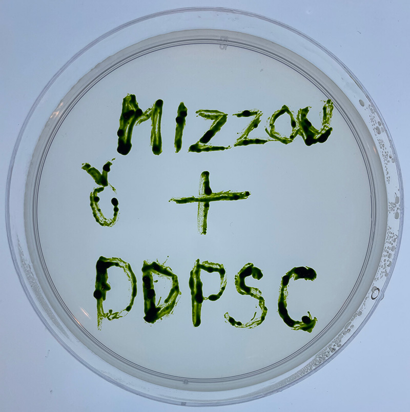 Petri dish of algae spelling out Mizzou + DDPSC