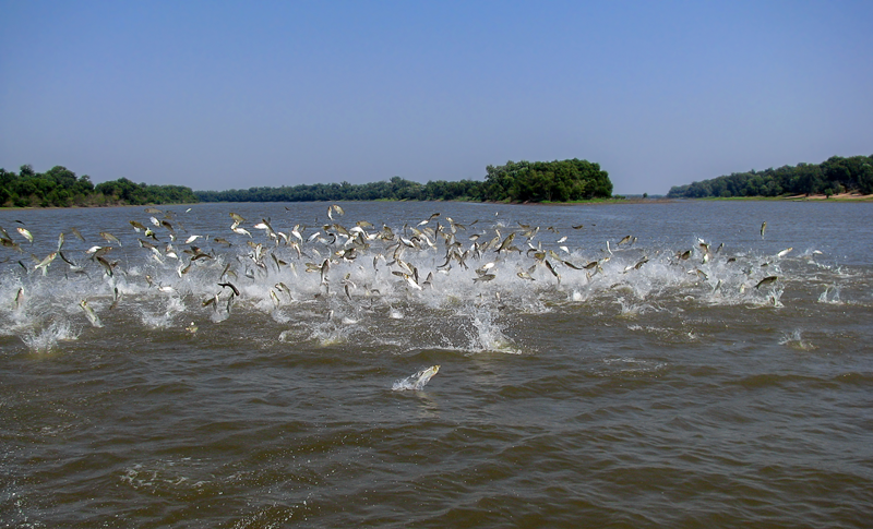 Missouri Water Center researchers are studying invasive carp, pictured