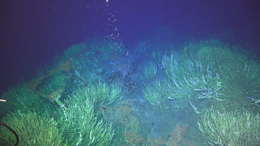 Natural Seep underwater