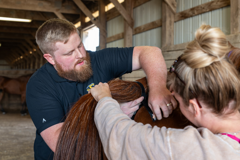 Miller and Adams fitting sensor on horse's tail