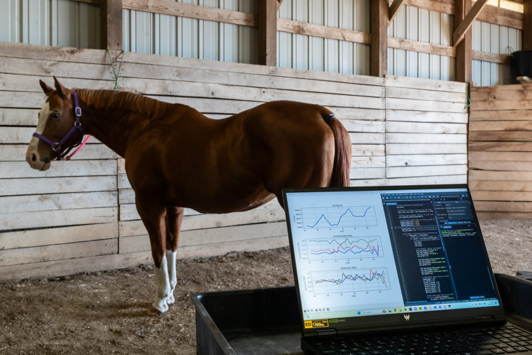 horse wearing sensor with data