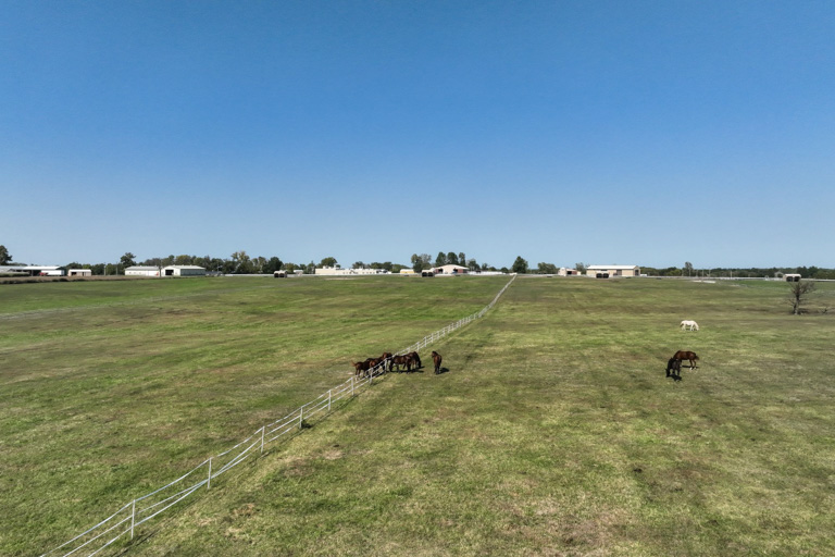 horses in field