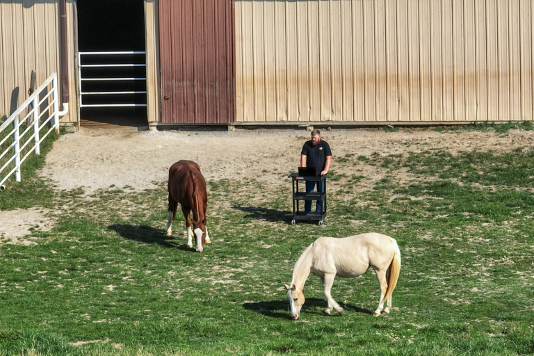 horses in field with researcher