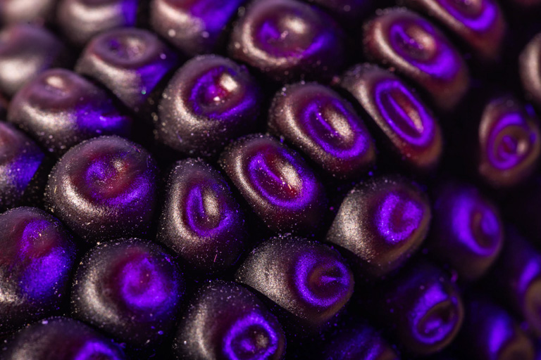 Purple corn and its researchers