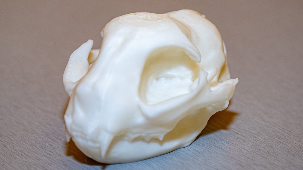 Feline skull model