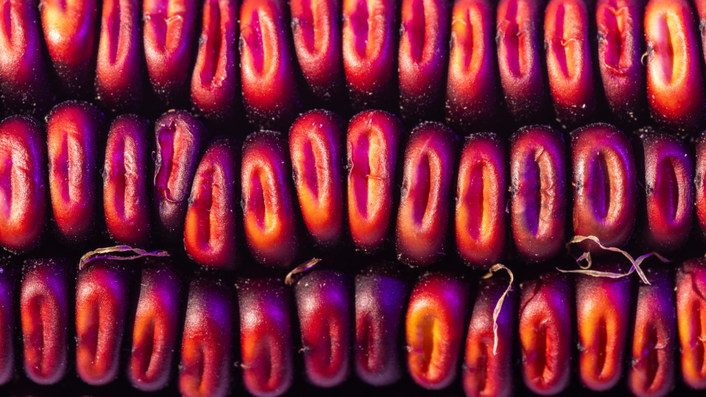 Purple corn kernels