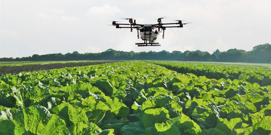A quadcopter drone hovers over a field of leafy green crops